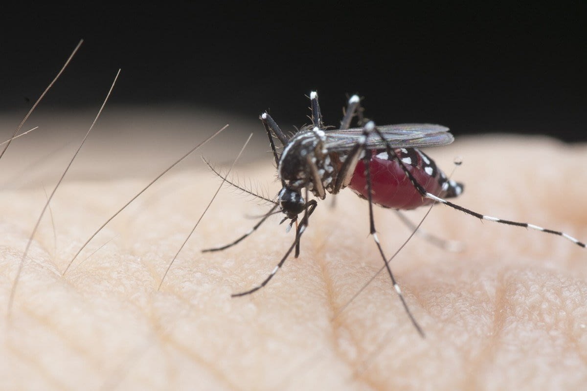 MOSQUITO FOGGING SERVICES IN SINGAPORE