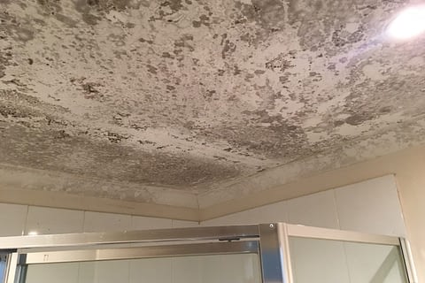 MOLD REMEDIATION SERVICES