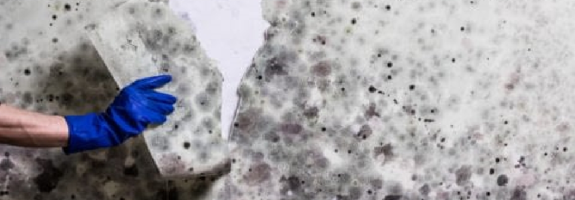 What Is Mould/Mold?