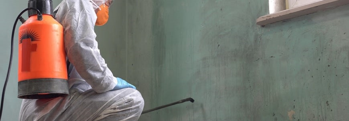 What Is Mould/Mold?