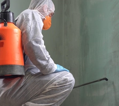 What Is Mould/Mold?