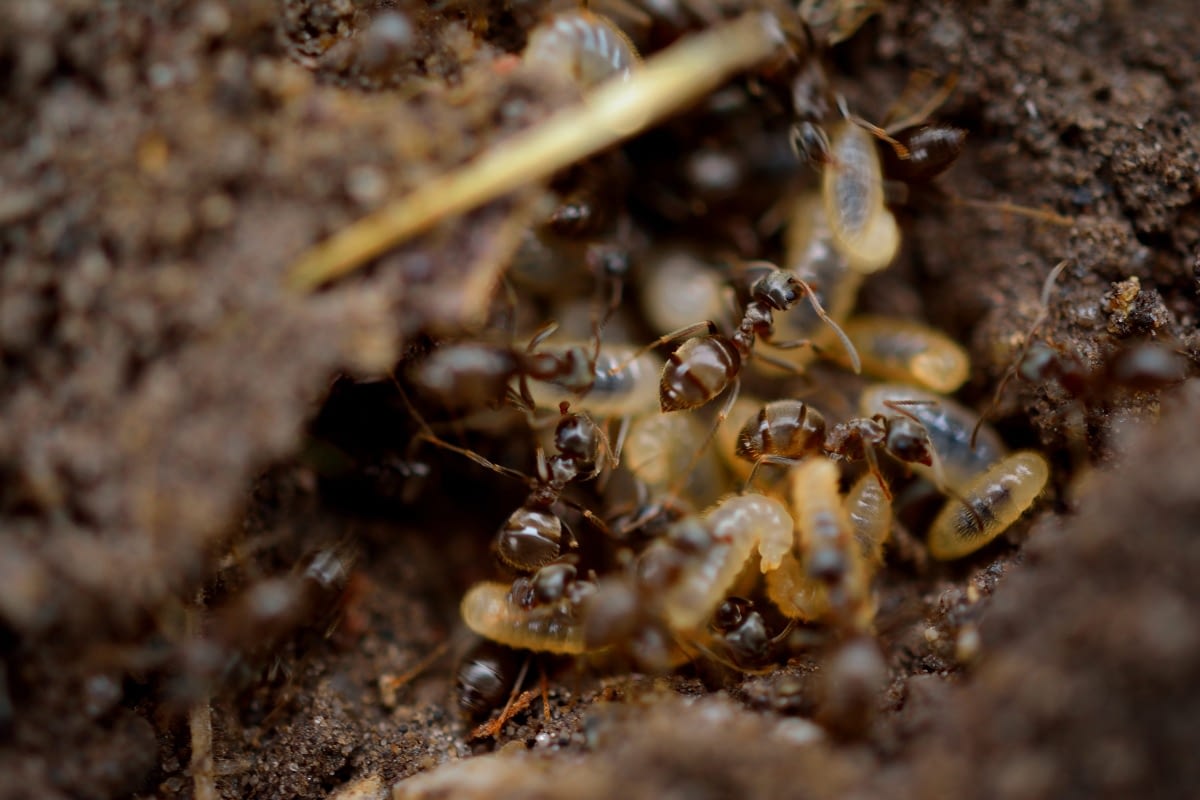TERMITE CONTROL IN SINGAPORE