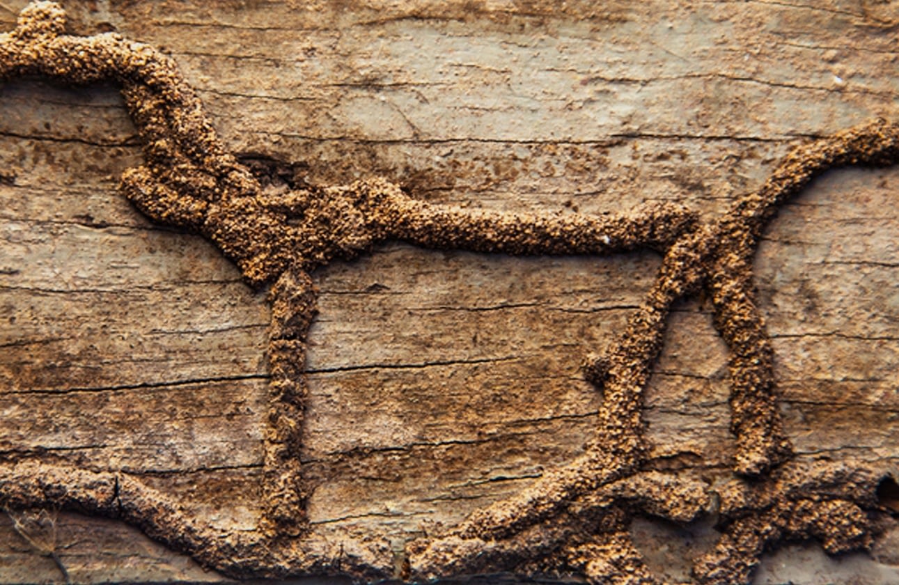 TERMITE CONTROL IN SINGAPORE
