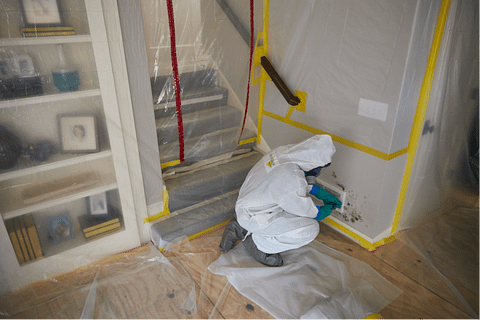 Mold Remediation Near Me